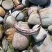 Profile Picture of Robin Como (@comophone) on Pinterest