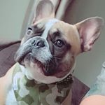 Hector Bonilla - Instagram Profile Picture of Hector Bonilla (@hectorbonillafrances) on Instagram