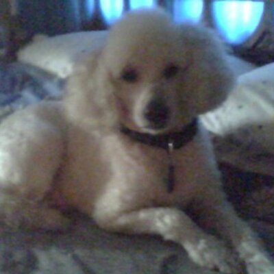 Profile Picture of Tmcbijou (@TeresaCoico) on Twitter