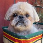 Profile Picture of Dougie the Shih Tzu (@dailydougie) on Instagram