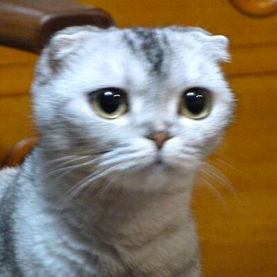 Profile Picture of Keith Forest (@nsw2072) on Twitter
