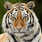 Profile Picture of micheal nader (@michealnader651) on Flickr