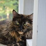 Profile Picture of Lisa McEvoy (@lisa.eppelmcevoy) on Instagram