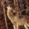 Profile Picture of Kimber Perreault (@@risingfire09) on Tiktok