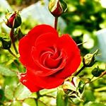 Profile Picture of my first id:@stevenhanselc (@stevenhanselcanosa) on Instagram