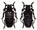 Profile Picture of Aristobia umbrosaon Wikipedia
