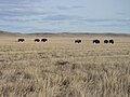 Profile Picture of Grasslands National Parkon Wikipedia