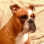 Profile Picture of Doris (@bulldog_bloom) on Instagram