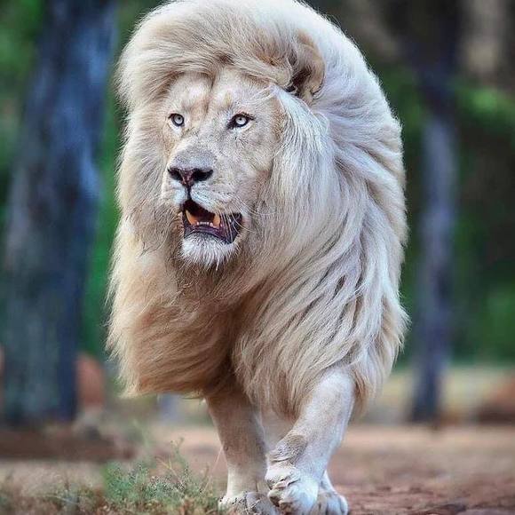 Profile Picture of Salah Ahmed (@salahaljoubri7) on Poshmark