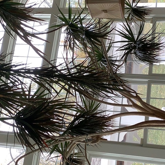 Profile Picture of Donna Olian (@donnaolian) on Poshmark