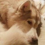 Profile Picture of Kevin Goble (@kevinlunagoble) on Instagram