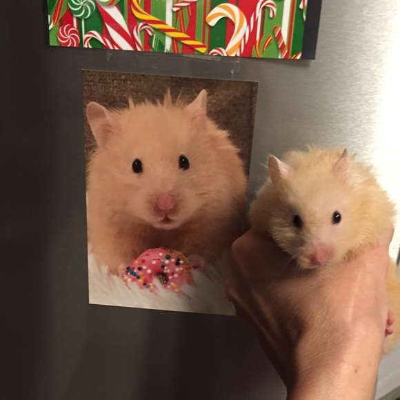 Profile Picture of Lori Omick (@lomick) on Poshmark