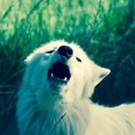 Profile Picture of Eloisa Ochoa (@luna_loves_wolf11) on Instagram