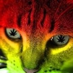 Profile Picture of rollymark_ atchopboulevard (@rollymarkrobledorobledo) on Instagram