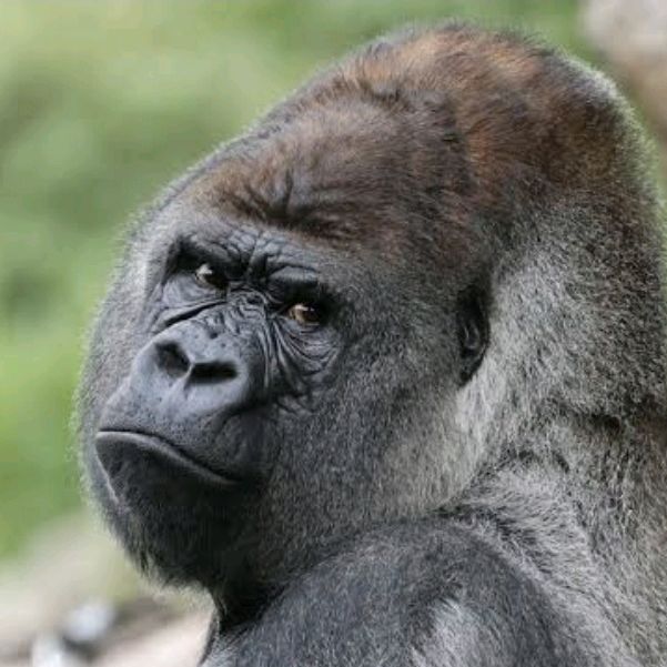 Profile Picture of richard busing (@richardbusing) on Tiktok