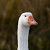 Profile Picture of Daniel Havlin (@havlindani) on Pinterest