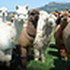 Profile Picture of Jesse Tullis (@Alpacas Of Misty Ridge) on Flickr