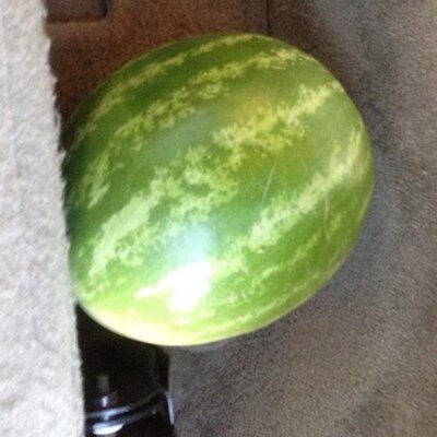 Profile Picture of Nick Charron (@nickcharron91) on Twitter