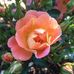 Profile Picture of Paula McGinn (@paula.mcginn.357) on Facebook