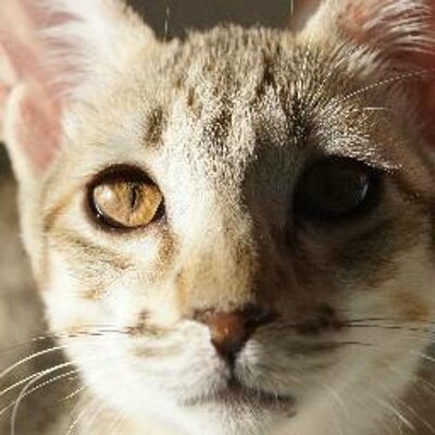 Profile Picture of Melissa Arnold (@SavannahKitties) on Twitter