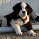 Profile Picture of Ruby_TheSaintBernard🐶🐶 (@st.bernard_ruby) on Instagram