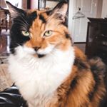 Lucy Hoskins - Instagram Profile Picture of Lucy Hoskins (@my.mean.cat.lucy) on Instagram