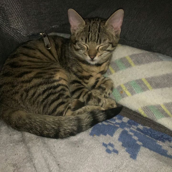 Profile Picture of Hoffmann tamara (@tamarahoffmann12) on Tiktok