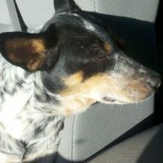 Perry Joe Bedwell - Twitter Profile Picture of Perry Joe Bedwell (@BedwellPerry) on Twitter