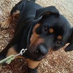 Profile Picture of 🐾percy🐾🌼 (@percy___daniels) on Instagram