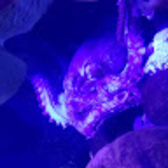 Profile Picture of Greg Snavely (@gsnavely2015) on Poshmark