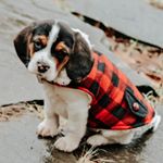 Profile Picture of ROSCOE🐾💙 (@roscoe_mac_beagle) on Instagram