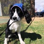 Profile Picture of Livie Grote (@livie_lou_the_springer_spaniel) on Instagram