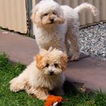 Nicholas Marrone - Instagram Profile Picture of Nicholas Marrone (@liz.marrone.9) on Instagram