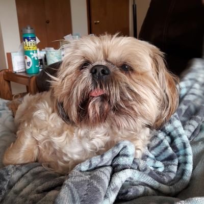 Profile Picture of Margo Peters (@MargoPe52734732) on Twitter