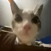 Profile Picture of Ryan Boyd (@@ryanboyd8) on Tiktok