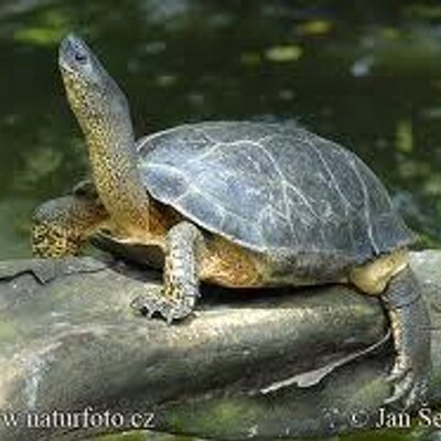 Profile Picture of Larry Potts (@blackturtlecfb) on Twitter