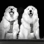 Profile Picture of Jack & Bailey Great Pyrenees (@jack_and_bailey) on Instagram
