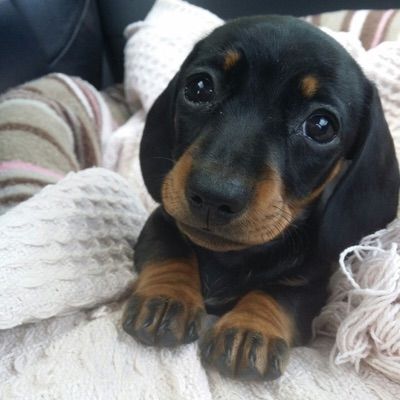 Profile Picture of Brandon Zhao (@brandonzhao) on Tiktok