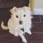Profile Picture of Kent Huynh (@realfl4me) on Instagram