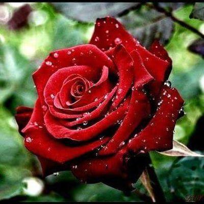 Profile Picture of Dawlat Aborass (@dawlat332) on Twitter