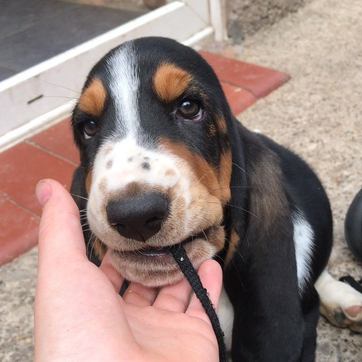 Profile Picture of Barry (@barry_basset_2021) on Tiktok