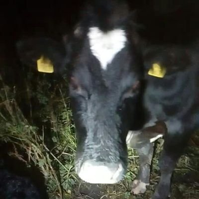 Profile Picture of Michael Heffernan (@martique75) on Twitter