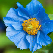 Profile Picture of Irene Cheung (@irenecheung258) on Youtube