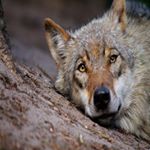 Profile Picture of Michael Miller (@garinodgalina) on Instagram