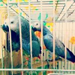 Profile Picture of اسماعیل گنجی (@shahsavar_parrot) on Instagram