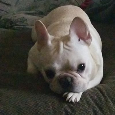 Profile Picture of Joshua Sterman (@JoshuaSterman) on Twitter