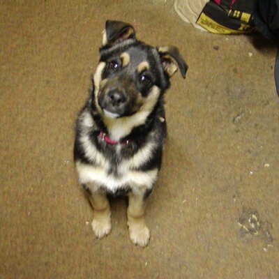 Profile Picture of Steve Aaserude (@stevezzy) on Twitter