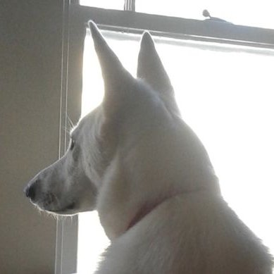 Profile Picture of janet mignatti (@MignattiJanet) on Twitter