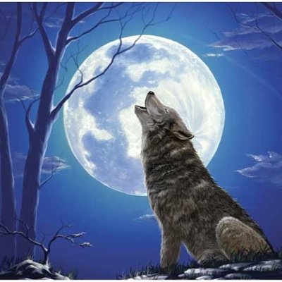 Profile Picture of Joseph Feld (@Lonewolf1354) on Twitter