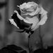 Profile Picture of Kelly Royer (@kroyer3186) on Pinterest
